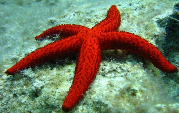 Mehr Urlaubsangebote auf Rhodos