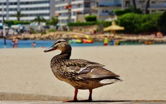 Mit der Familie Urlaub in Santa Ponsa machen